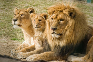 reproduccion leones