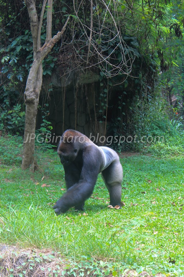Gorila Ragunan