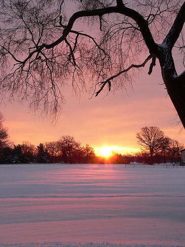 Winter scene