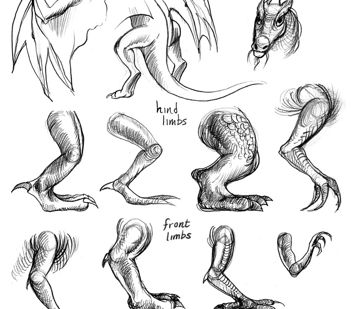 дракон референс анатомия морда. анатомия дракона референс. голова и лапы дракона. морда дракона референс сбоку. дракон рисунок карандашом.