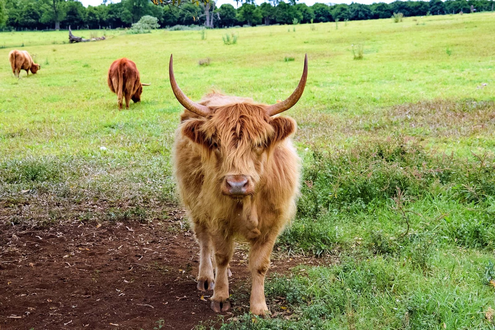 highland cattle at the farm