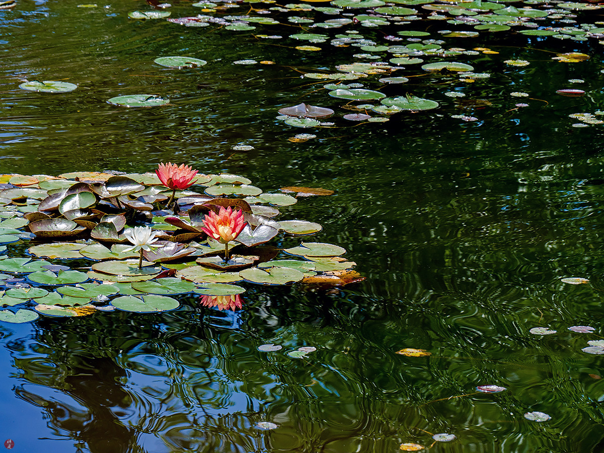 FROM THE GARDEN OF ZEN Suiren (water lily) flowers Ofuna botanical