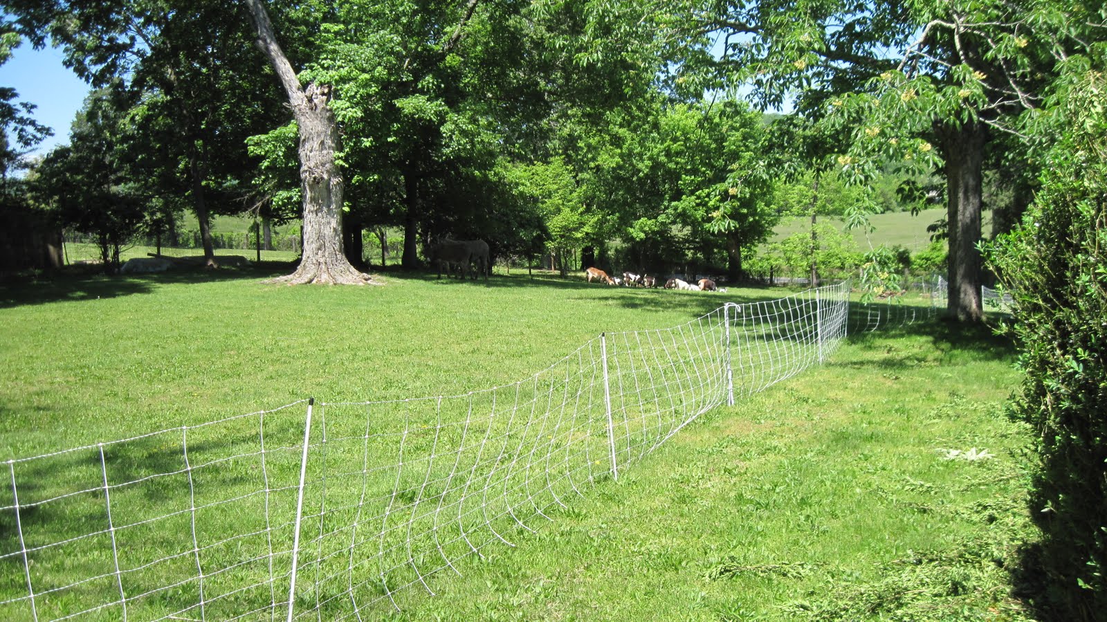 Holes In My Jeans Electric goat fence