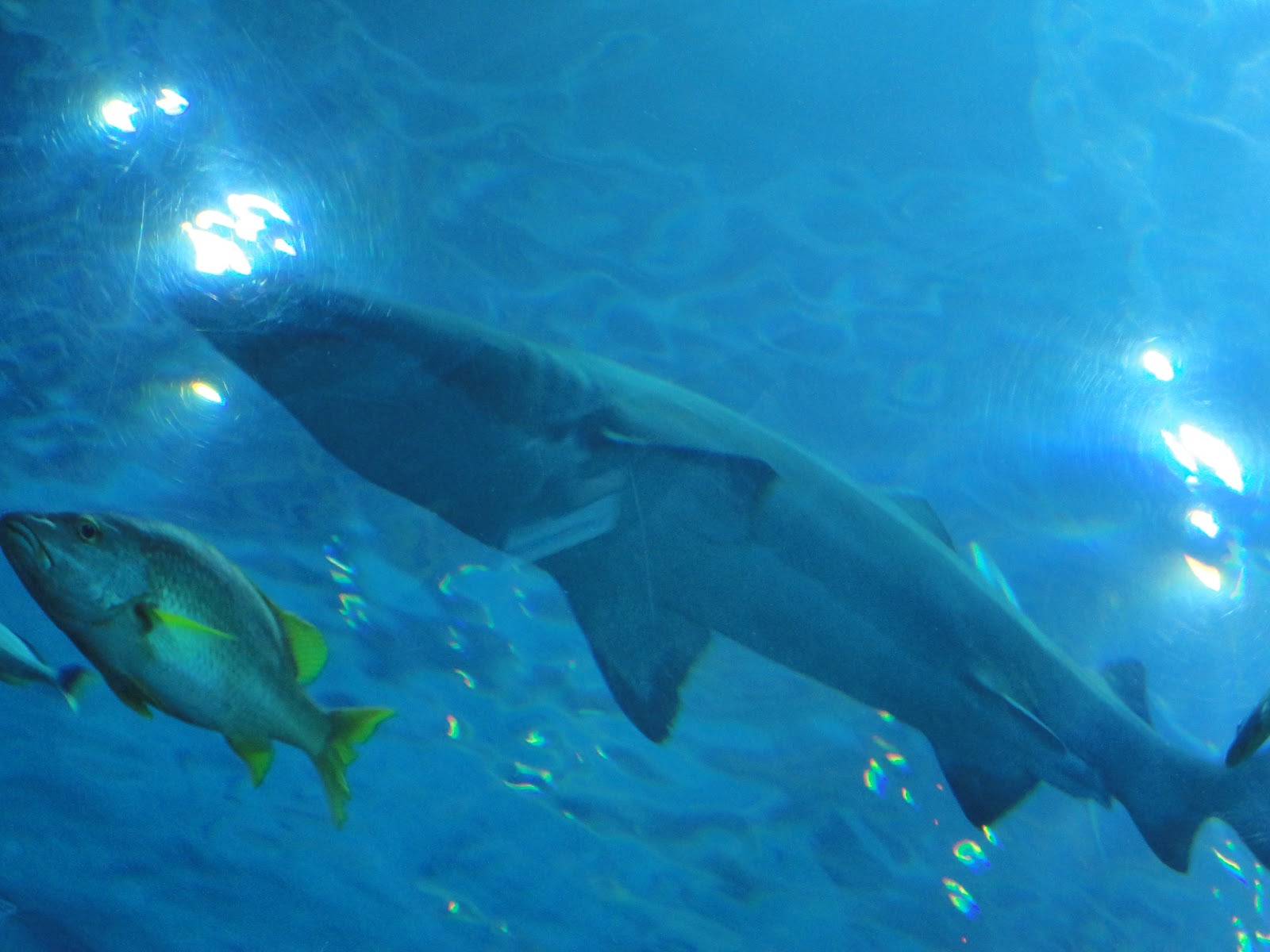 Life as we know it: Kingdom Animalia Vertebrates