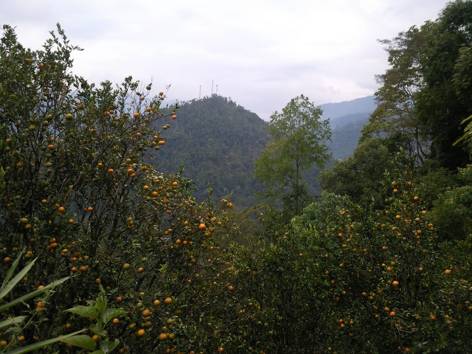 Oranges of Darjeeling