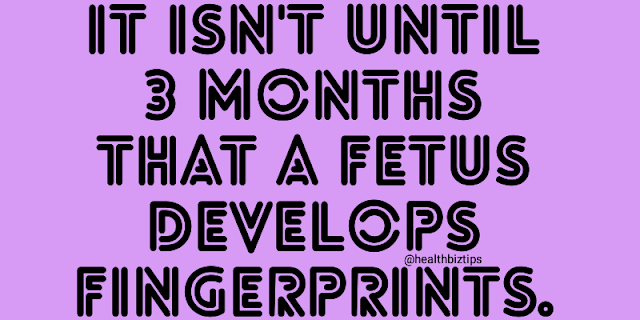 It isn't until 3 months that a fetus develops fingerprints.