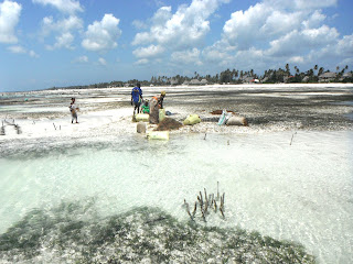 spiaggia di Jambiani e Page a Zanzibar, movimento delle maree, colori dell’acqua e del cielo, turismo sostenibile