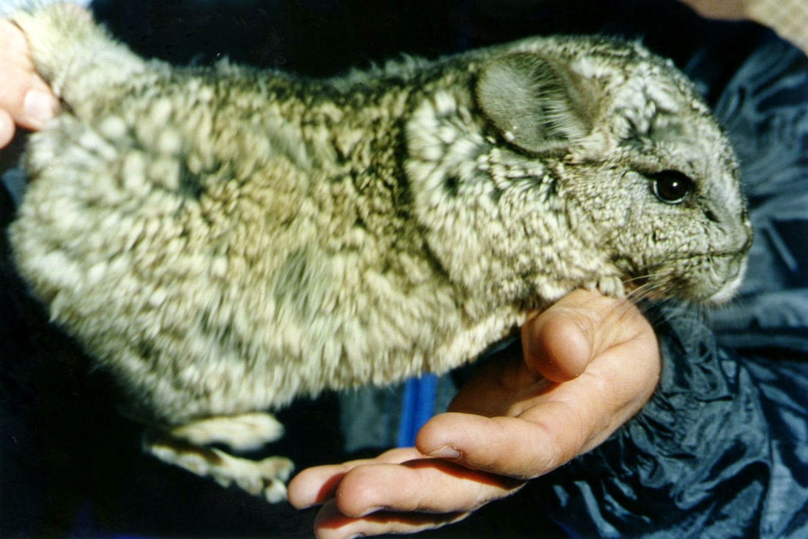 Chinchilla Brevicaudata en Argentina CLASIFICACIÓN ZOOLÓGICA DE LA