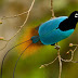 Burung Cantik Khas Indonesia