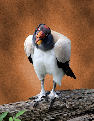 King Vulture on Textured Background