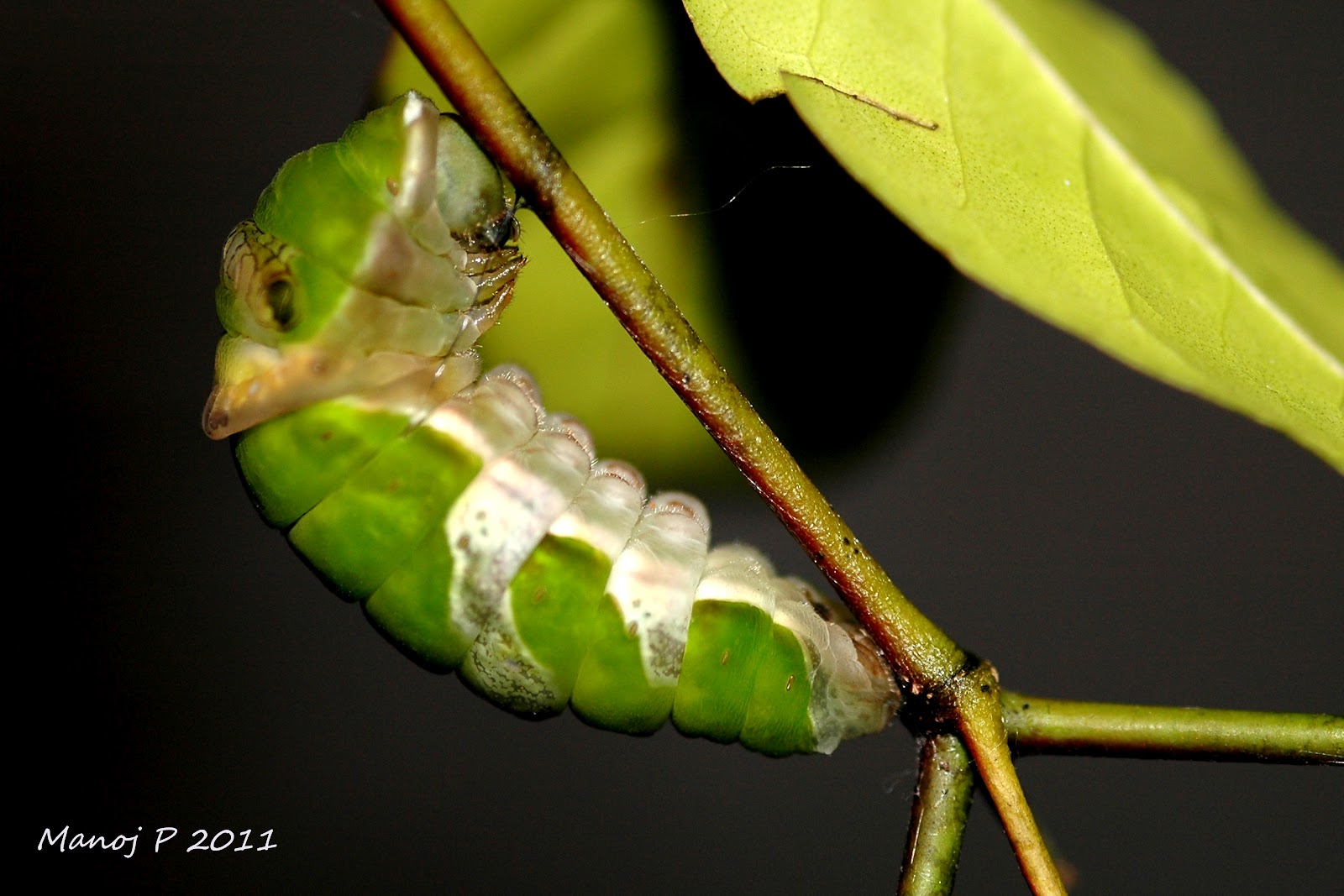 my-butterfly-garden-blue-mormon