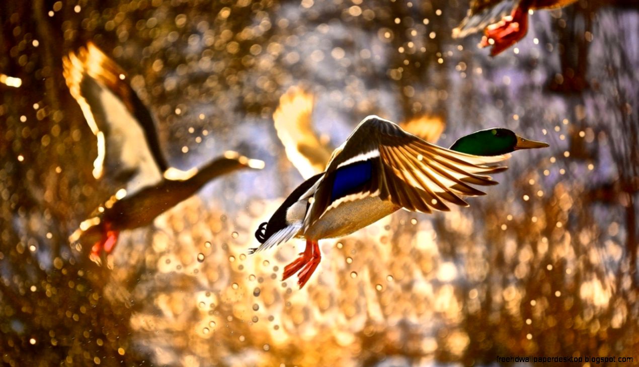 Flying Mallard Duck