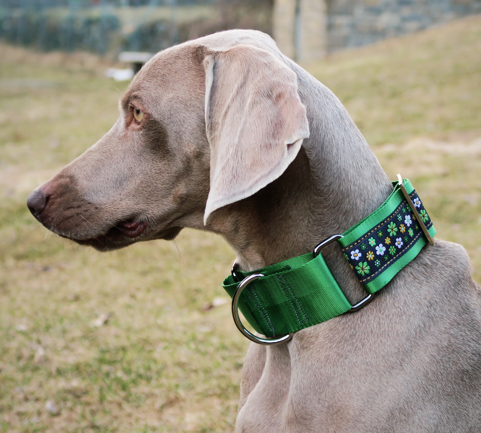 La Meteo que viene SOS WEIMARANER, collares para perros