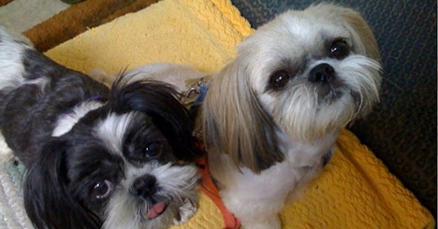 Os Shih Tzu preferem que Você fale com eles como fala com Bebês
