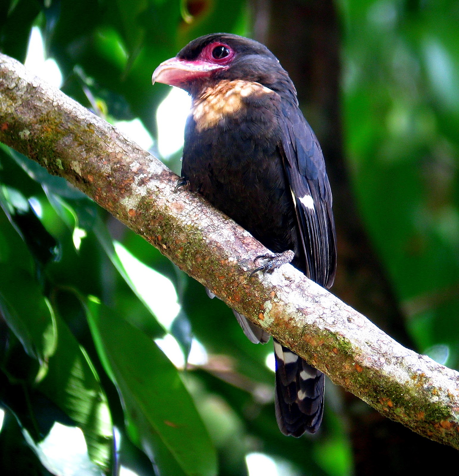 Denis Degullacion Birding Digiscoping Photography Dusky Broadbill