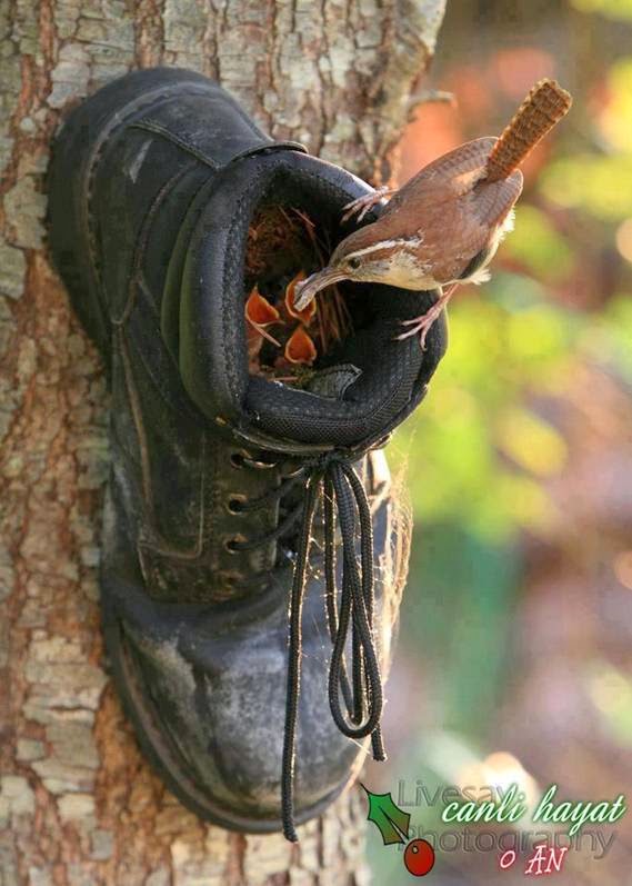 Old Shoe Nailed to a Tree