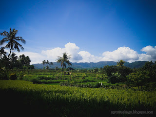 Morning Sunshine Scenery On The Rice Fields At Ringdikit Farmfield, North Bali, Indonesia