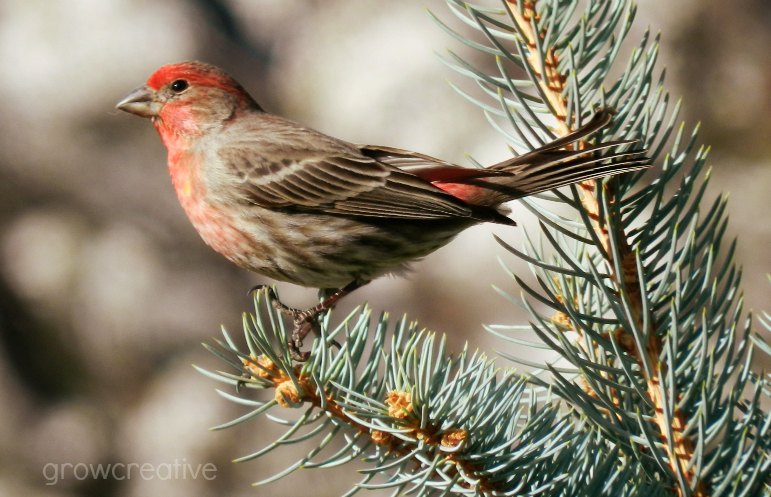 red bird photography:growcreative