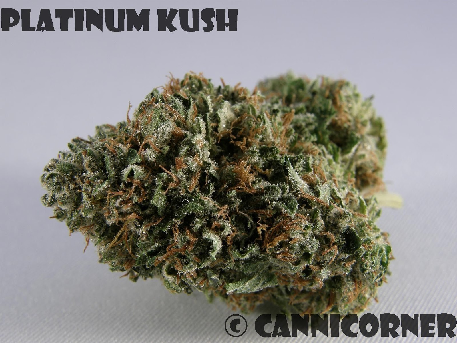 CanniCorner: Platinum Kush (Bubba Kush)