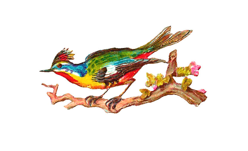 free clipart of vintage birds - photo #46