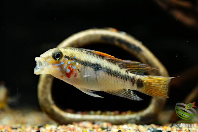 Apistogramma sp. Alto Vaupes I / A. sp. D39