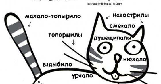 Схема кота прикол