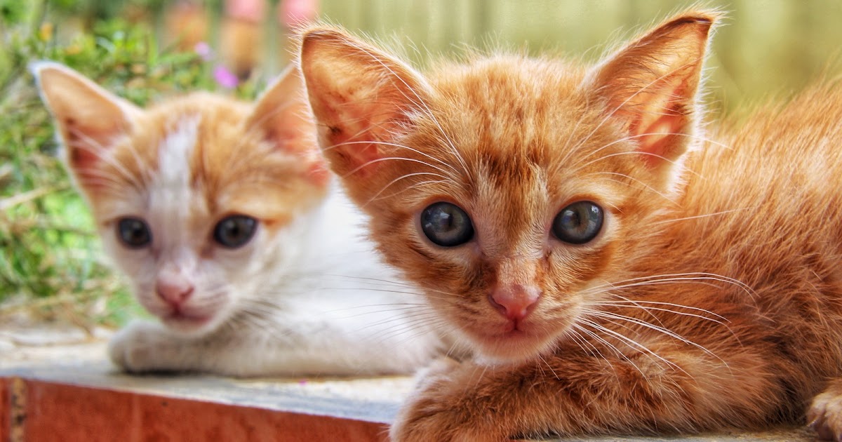 Mengenang Kucing Kesayangan Kami Opet Dan Oyen