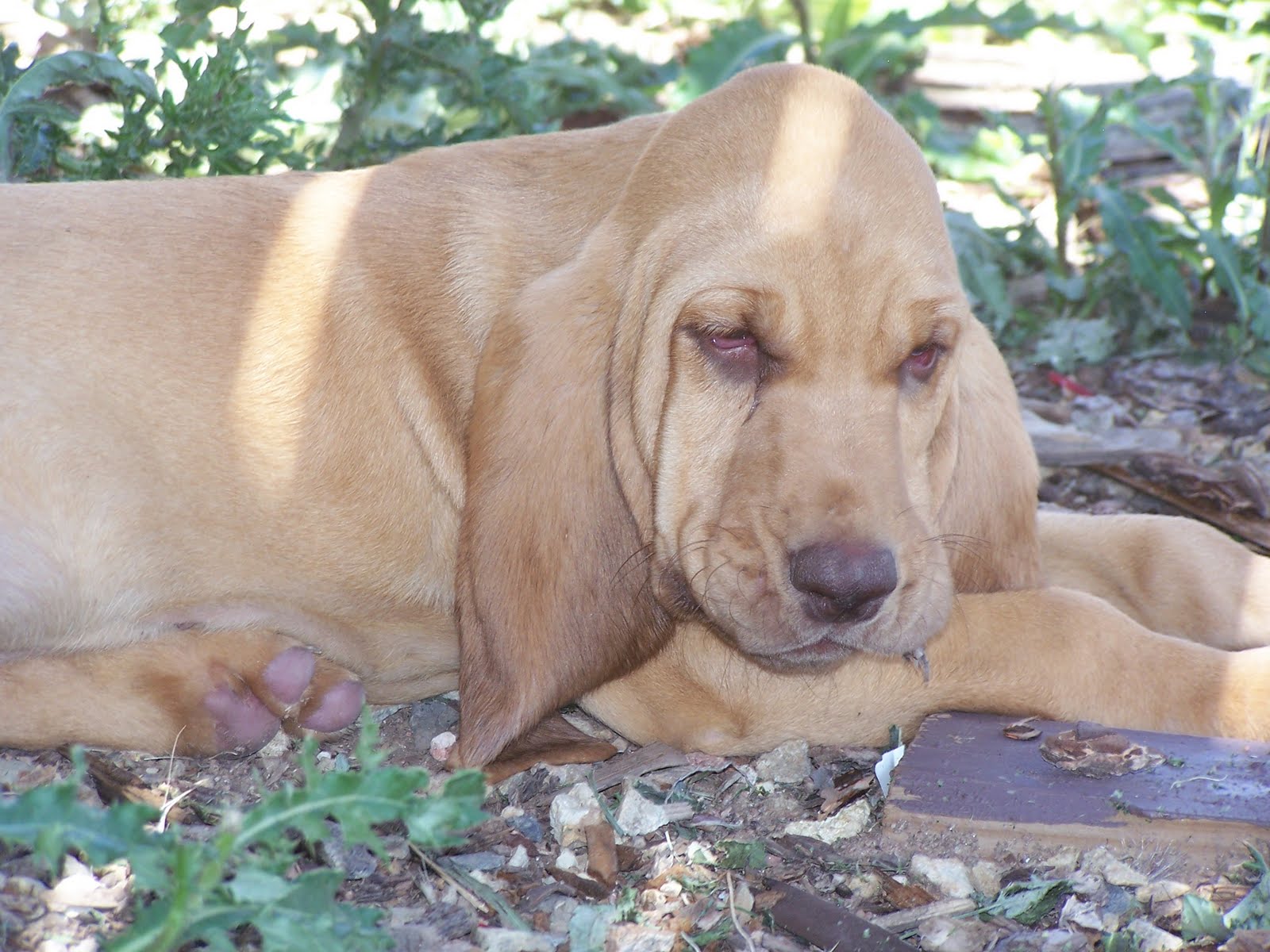 Davidsons Bloodhounds Bloodhound Puppies Playing