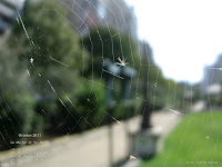 Fond d'écran octobre 2011 - Toile d'araignée parisienne