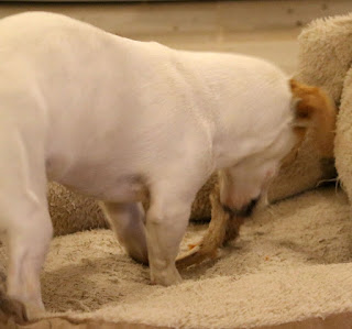Thelma destroying her bone Thelma destroying her bone