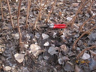 download free raspberry pruning download free raspberry pruning