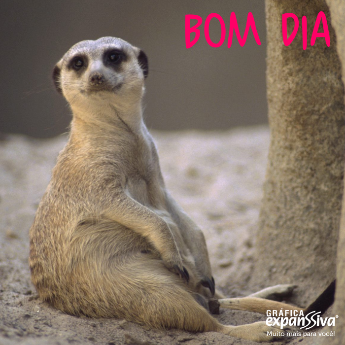 Mensagens de bom dia engraçadas 2 Mensagens de bom dia engraçadas 2