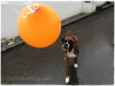 Boxer Amy und der Luftballon