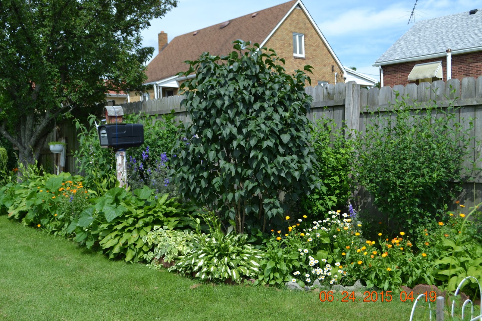 The Farmer Fred Rant Plants For Privacy