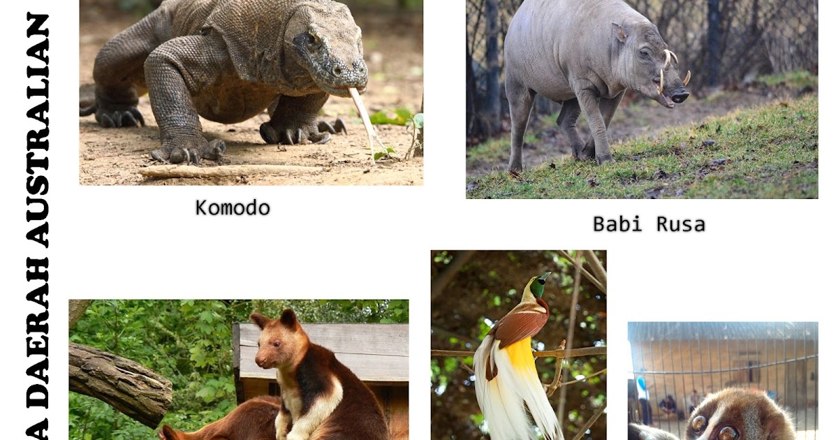 39+ Gambar Flora Dan Fauna Indonesia, Gambar Lukisan