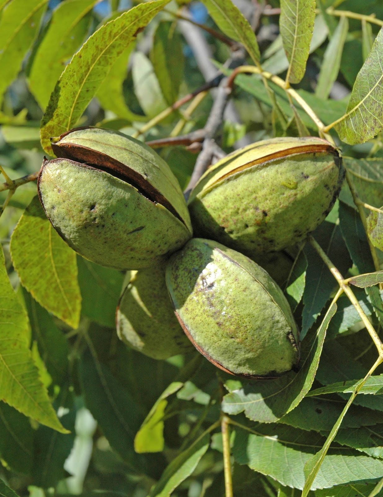 Northern Pecans Pecan cultivars spliting shuck in late September