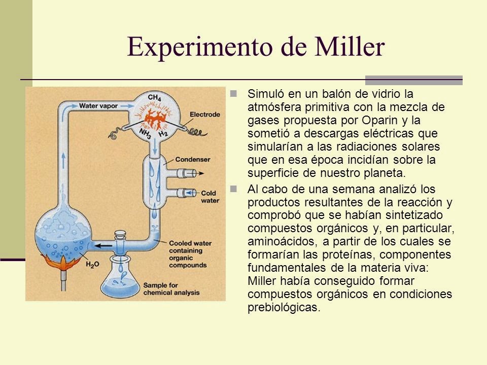 La evolución de los seres vivos Los primeros seres vivos