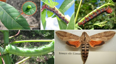 Bahan Organik untuk Mengatasi Hama Kutu Daun, Ulat, Semut Lalat