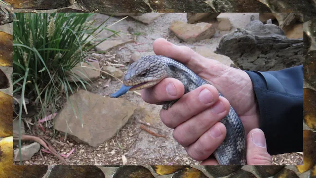 Bonorong Wildlife Park - Blue Tongued Lizards