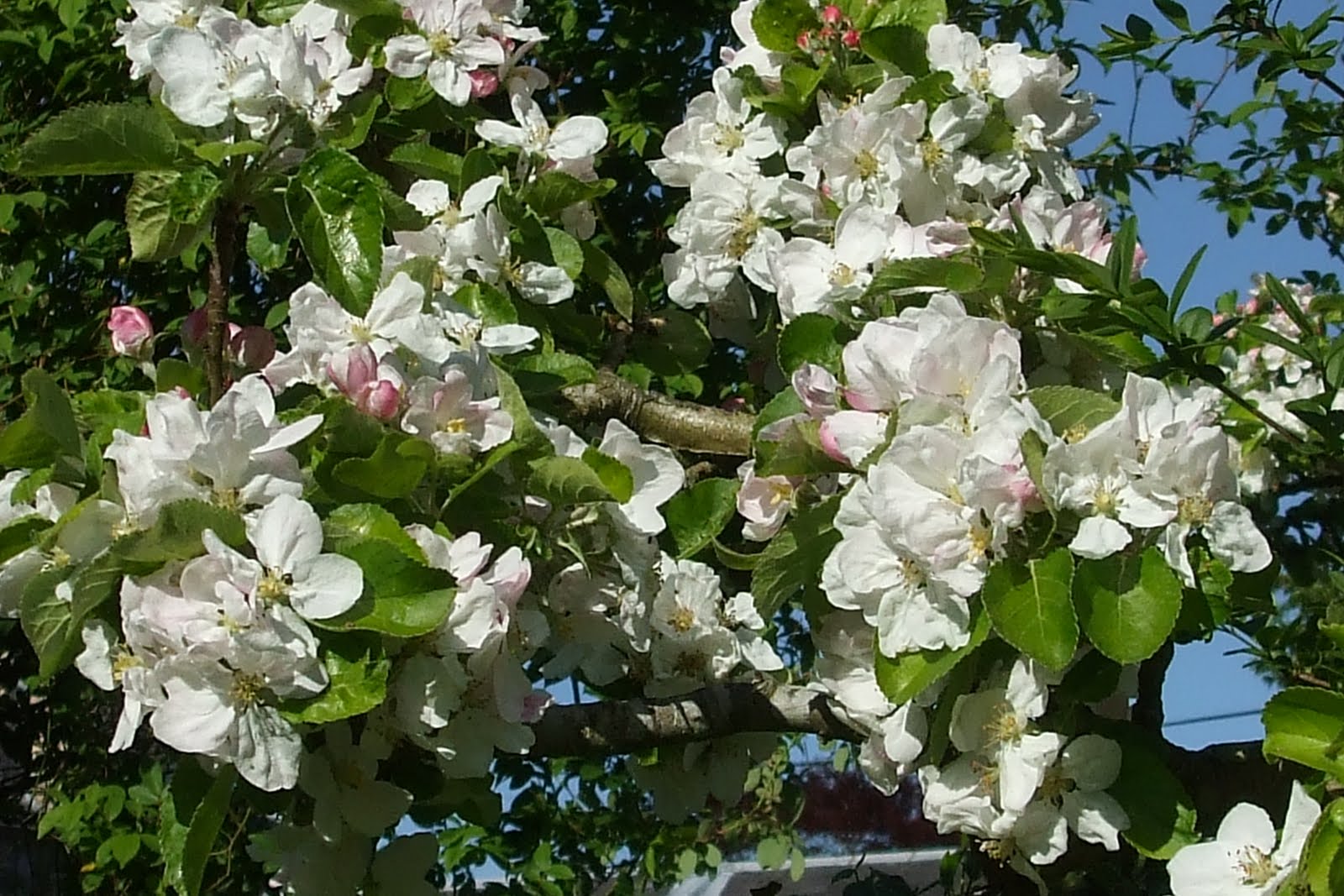 The Scottish Home Apple Tree Follow Up Golden Noble