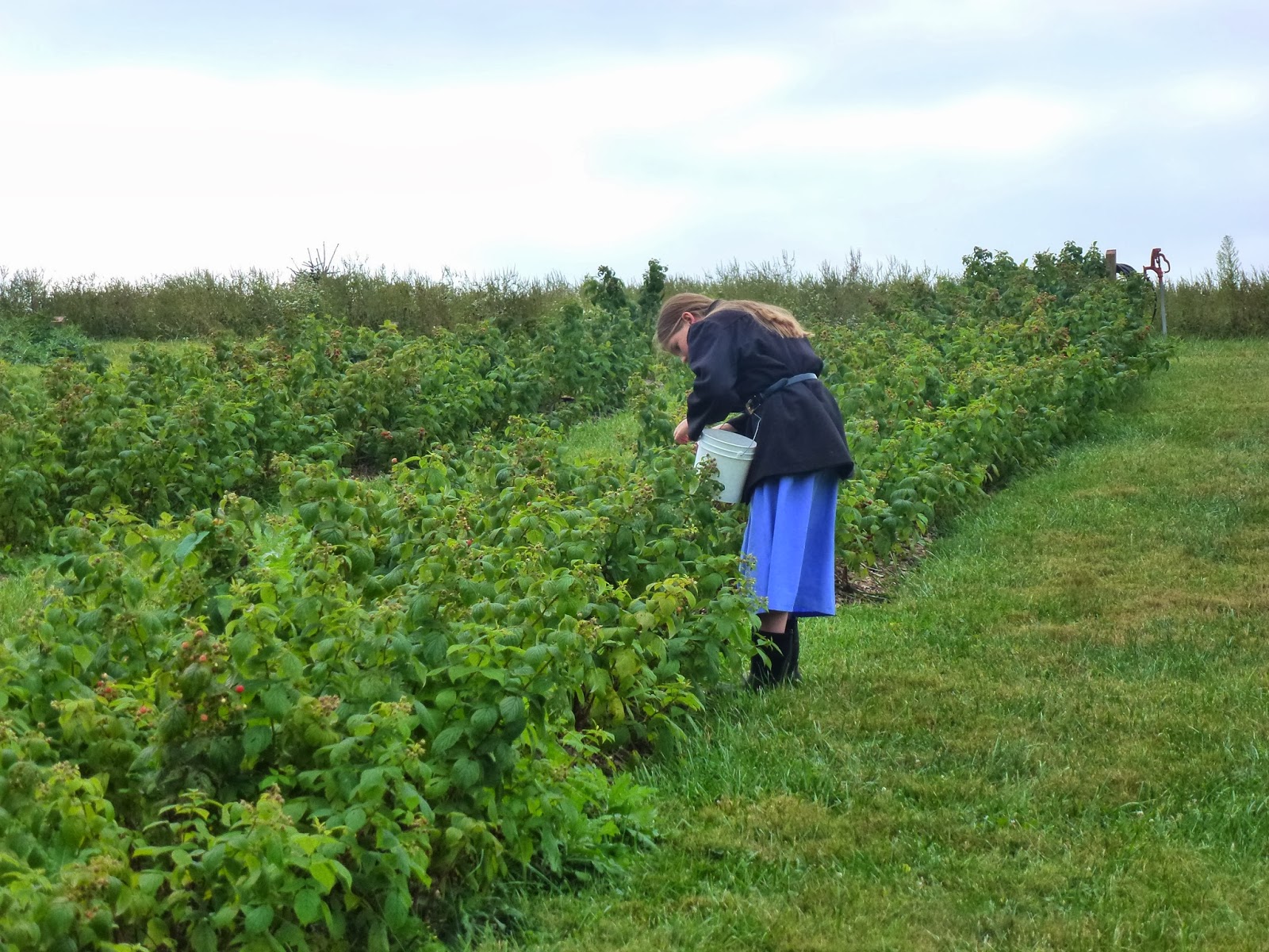 Growing Up Mormish Buckets & Buckets of Red Raspberries