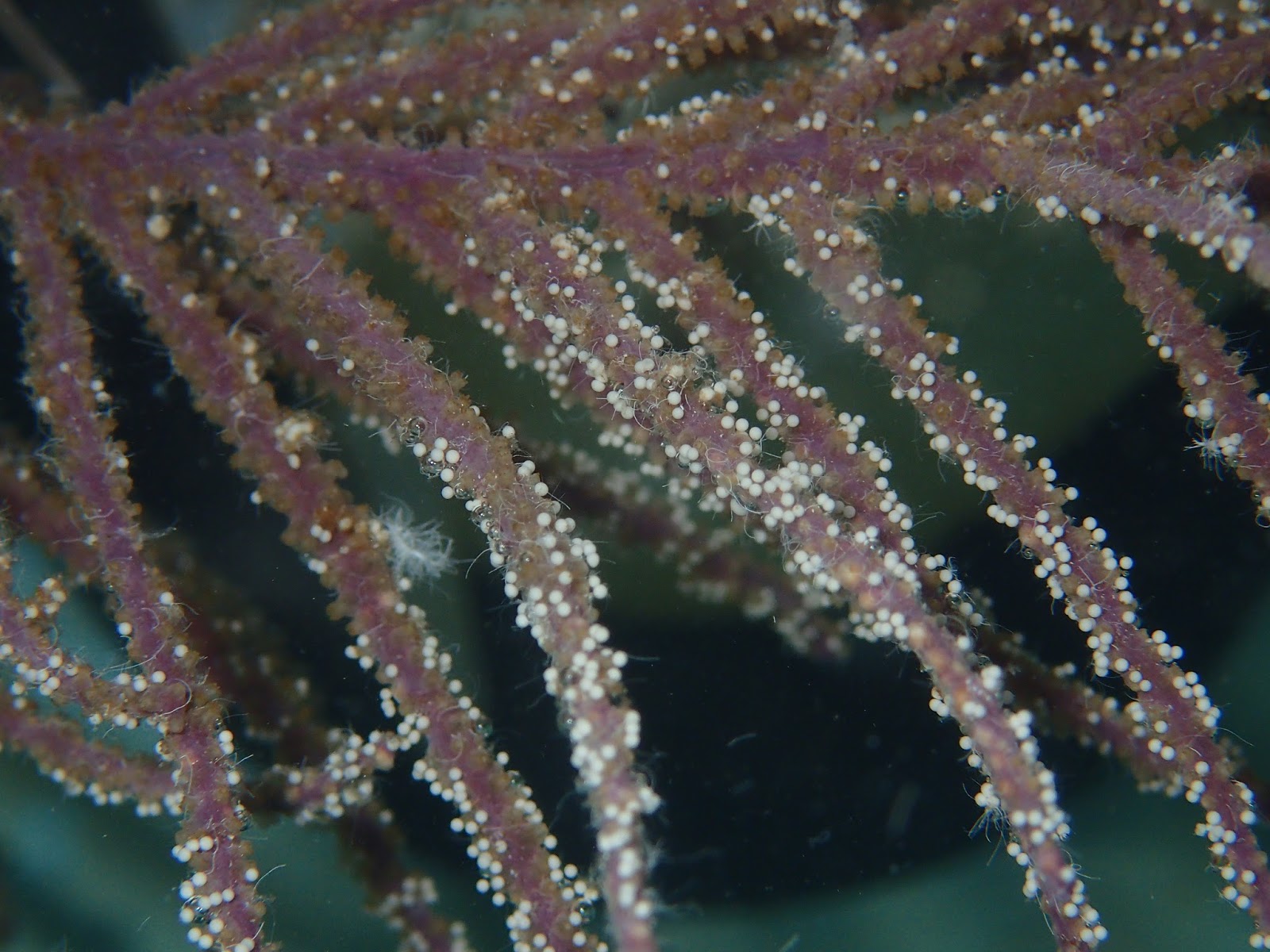 Keys Marine Laboratory Blog December 2016