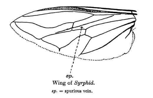 Ilustración de la vena espuria, de las alas de los sírfidos
