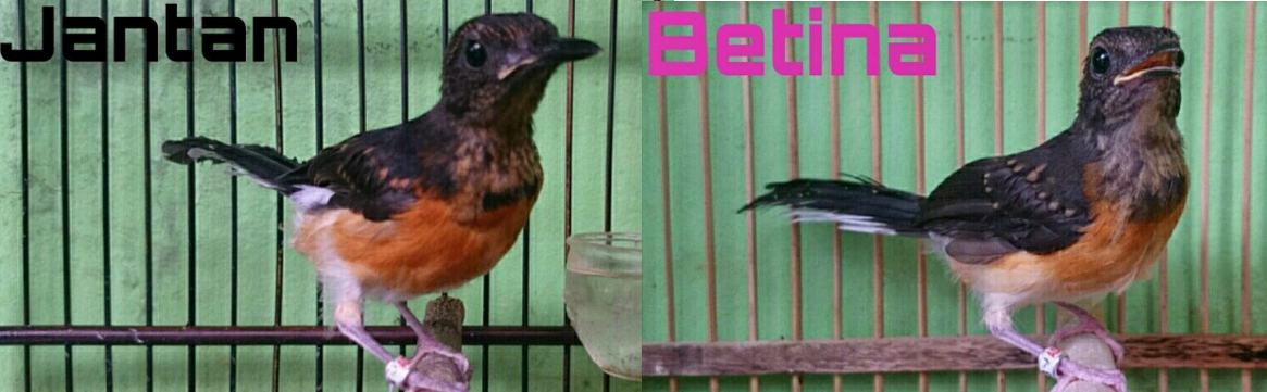 Cara Mudah Membedakan Murai Jantan dan Betina Trotol dan