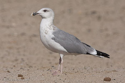 Gaviota patiamarilla en su tercer invierno