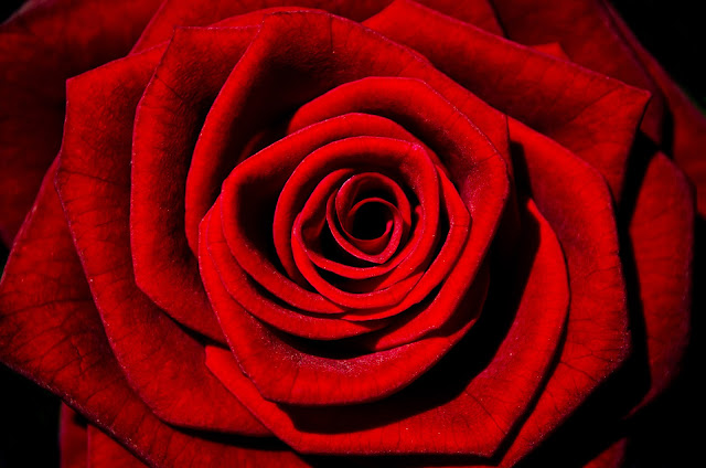 Close up of red rose