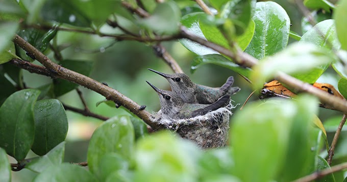 Baby hummingbirds getting ready to leave the nest | Menifee 24/7