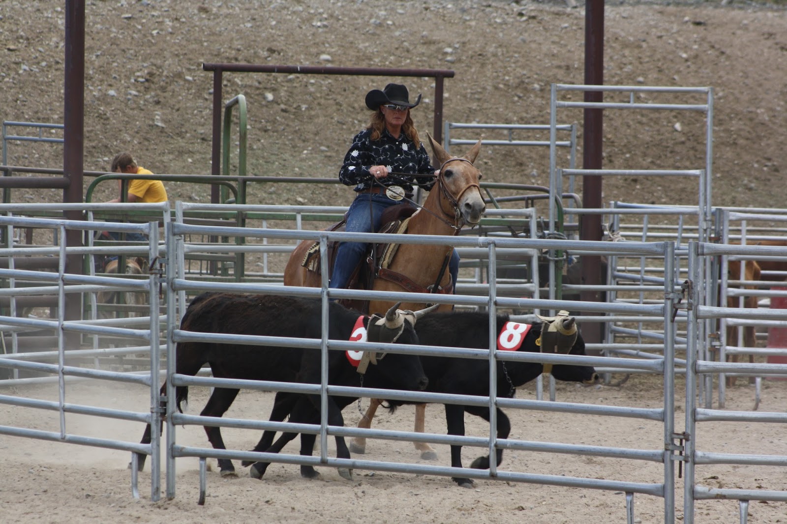 PairADice Mules: Team Penning at Jake's