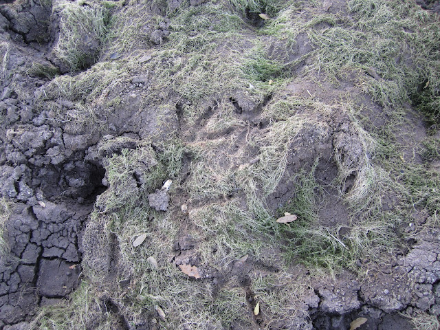 Gould's turkey tracks in the mud