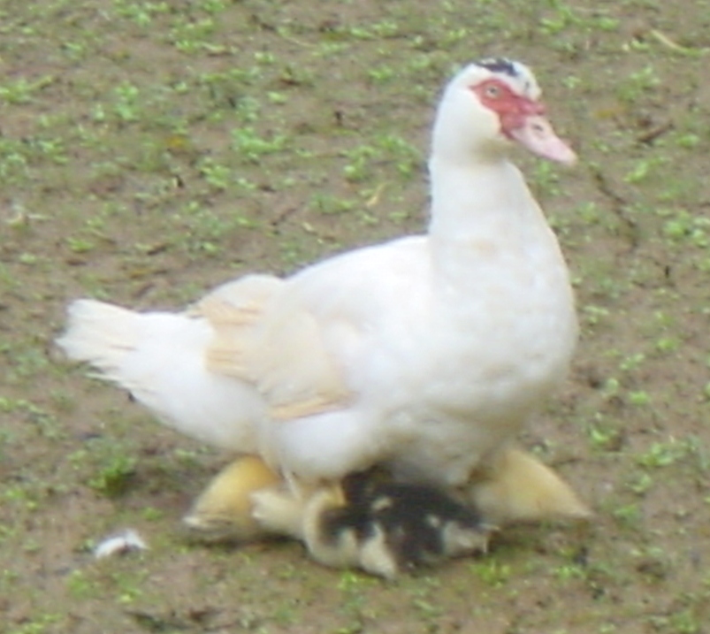 Animal Zoo Life: ducks,ducks for sale,muscovy duck,types of duck,khaki